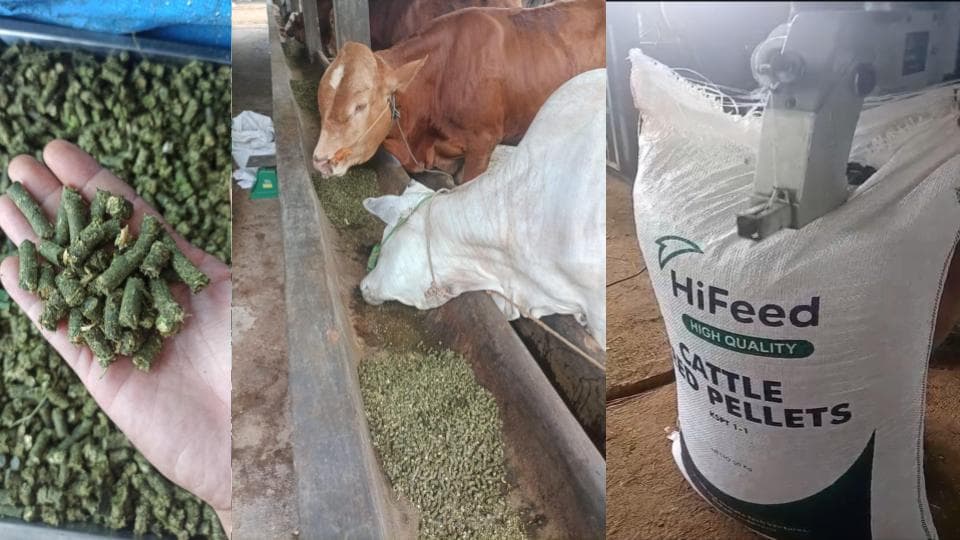 HiFeed Pellets